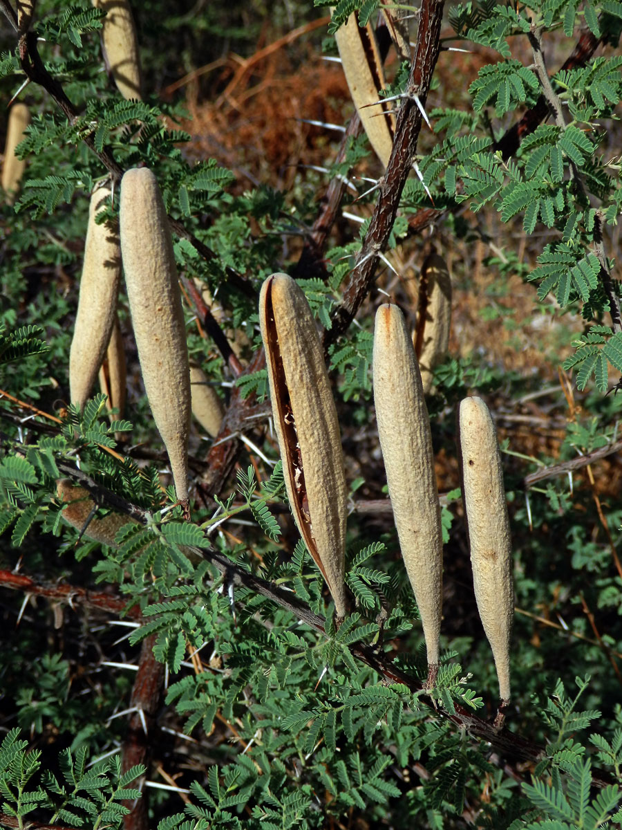 Akácie (Acacia hebeclada DC.)