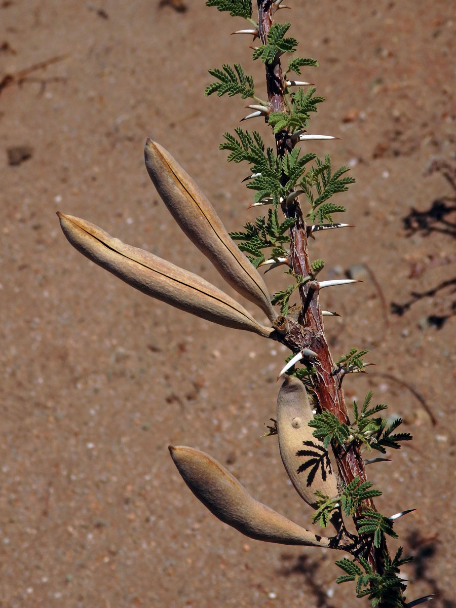 Akácie (Acacia hebeclada DC.)