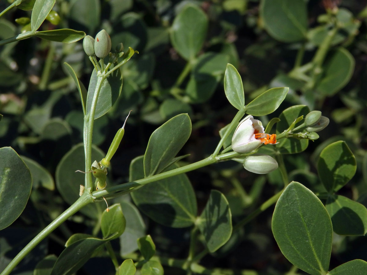 Kaciba bobovitá (Zygophyllum fabago L.)