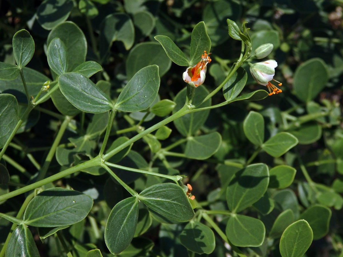 Kaciba bobovitá (Zygophyllum fabago L.)