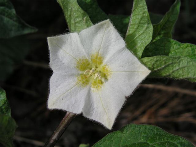 Mochyně židovská (Physalis alkekensis L.)