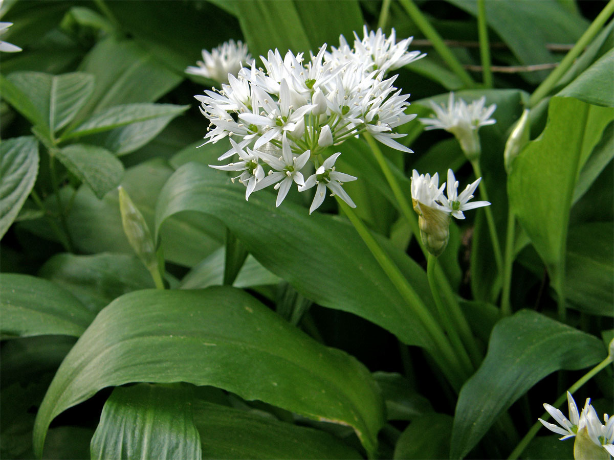 Česnek medvědí (Allium ursinum) L.)