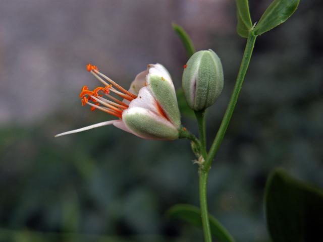 Kaciba bobovitá (Zygophyllum fabago L.)