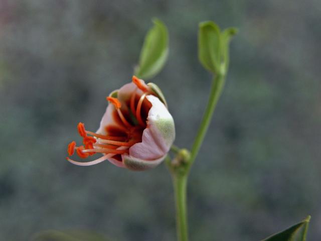 Kaciba bobovitá (Zygophyllum fabago L.)