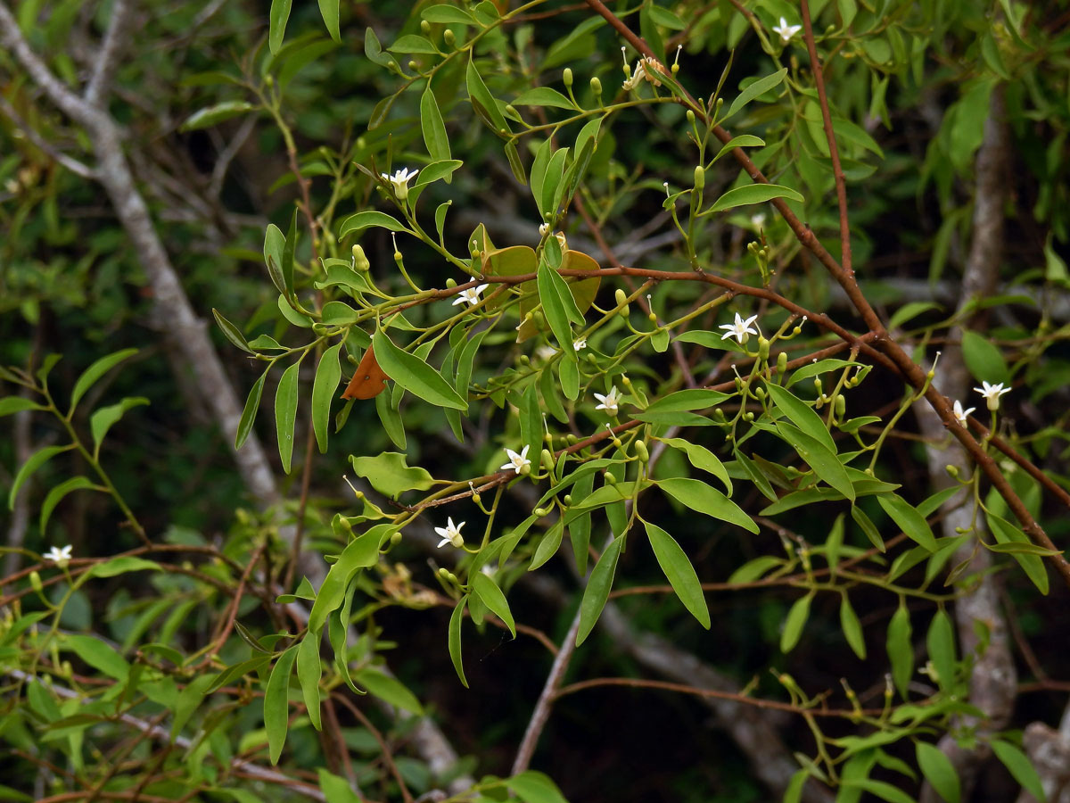 Olax dissitiflora Oliv.