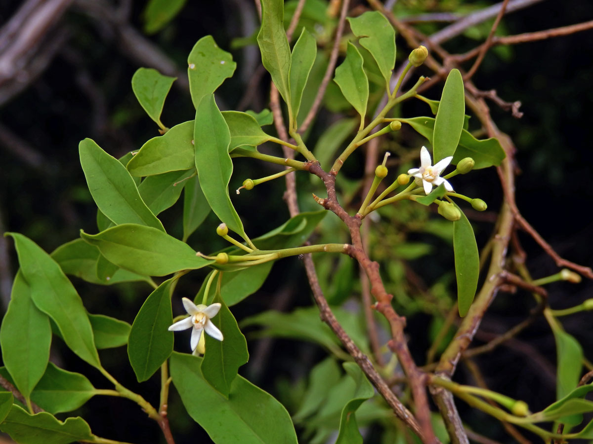 Olax dissitiflora Oliv.