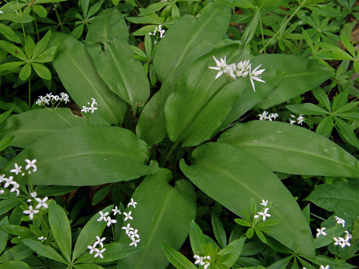 Česnek medvědí (Allium ursinum) L.)