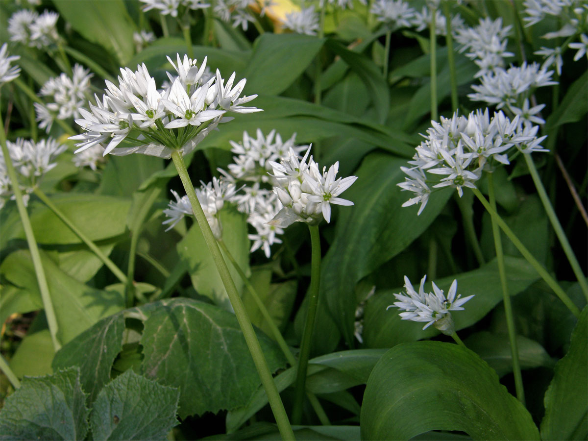 Česnek medvědí (Allium ursinum) L.)