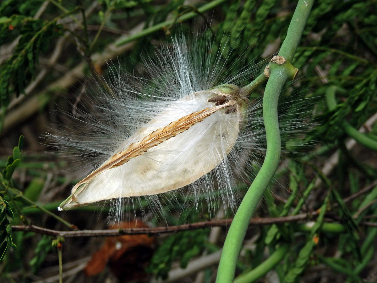 Cynachum viminale (L.) Bassi