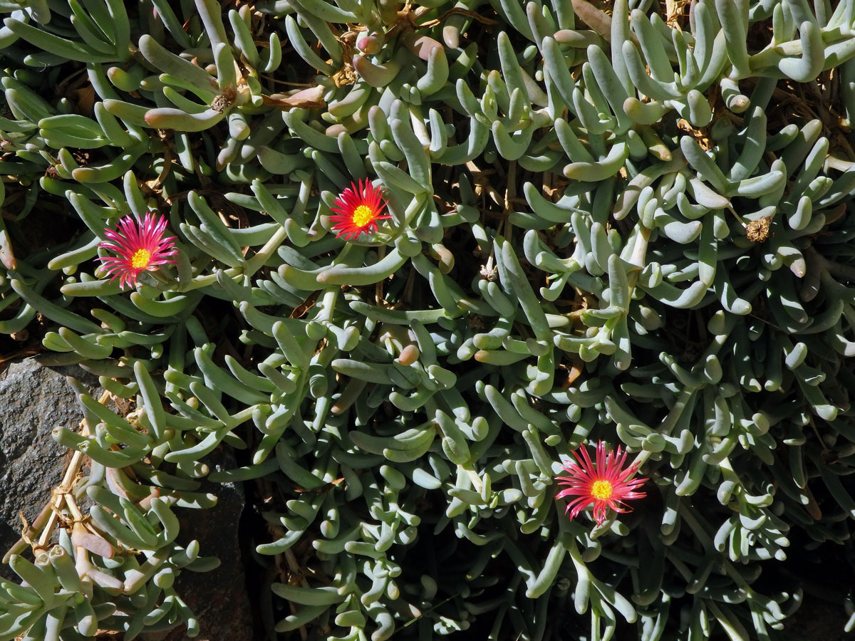 Malephora purpureo-crocea (Haw.) Schwantes