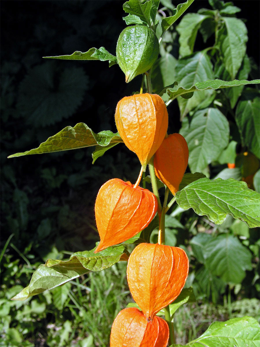 Mochyně židovská (Physalis alkekensis L.)