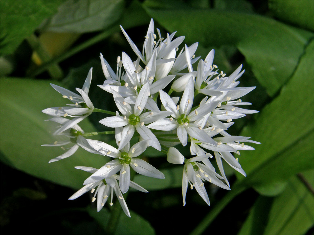 Česnek medvědí (Allium ursinum) L.)