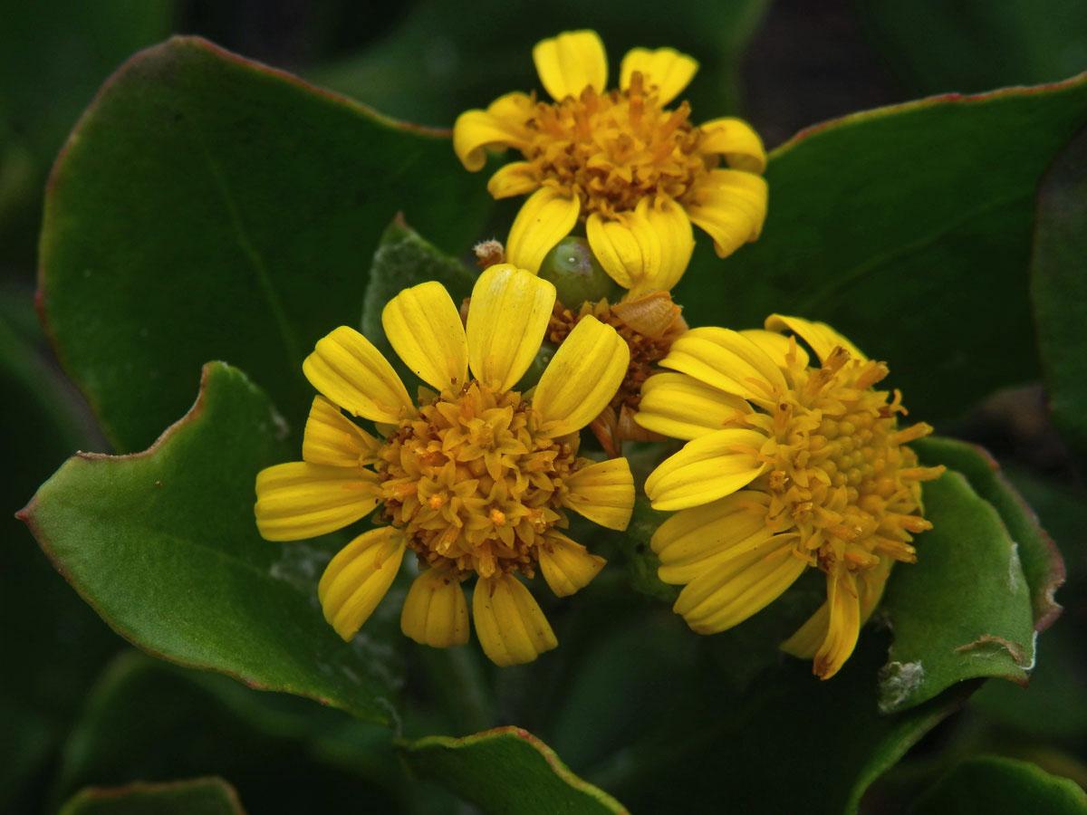 Chrysanthemoides monilifera (L.) Norl.