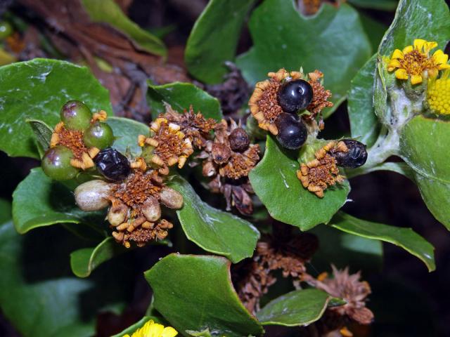 Chrysanthemoides monilifera (L.) Norl.