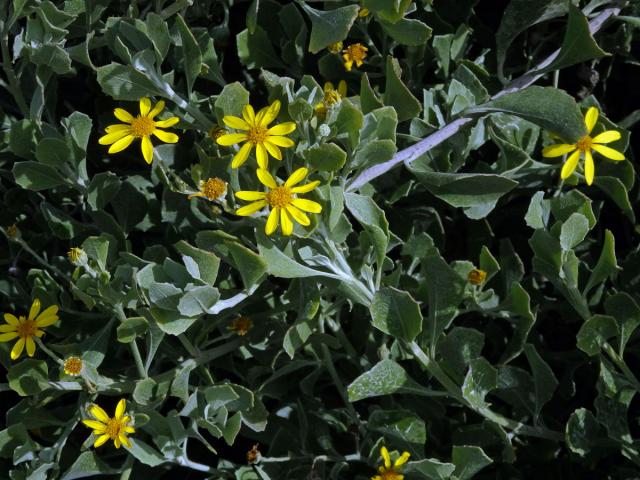 Chrysanthemoides monilifera (L.) Norl.