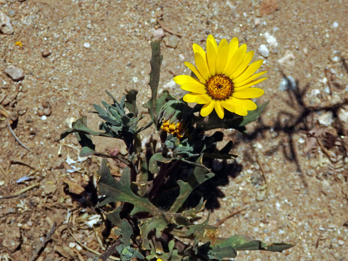 Arctotis fastuosa Jacq.