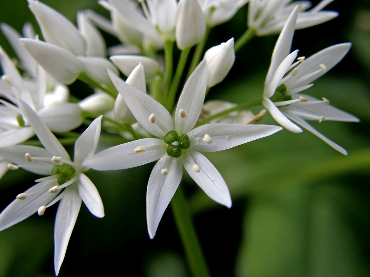 Česnek medvědí (Allium ursinum) L.)