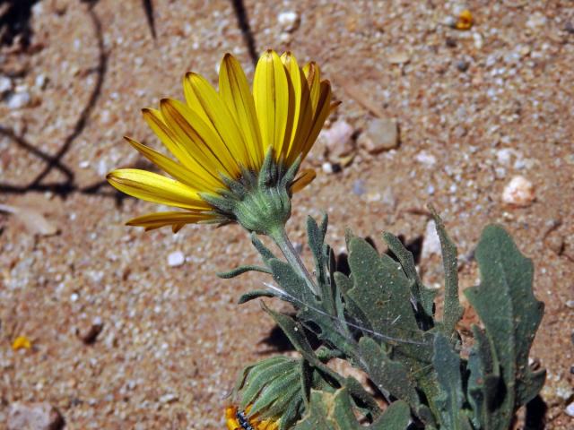 Arctotis fastuosa Jacq.