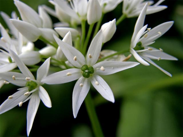 Česnek medvědí (Allium ursinum) L.)