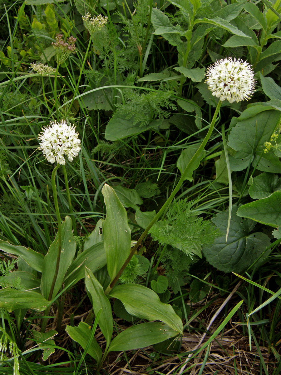 Česnek hadí (Allium victorialis) L.)