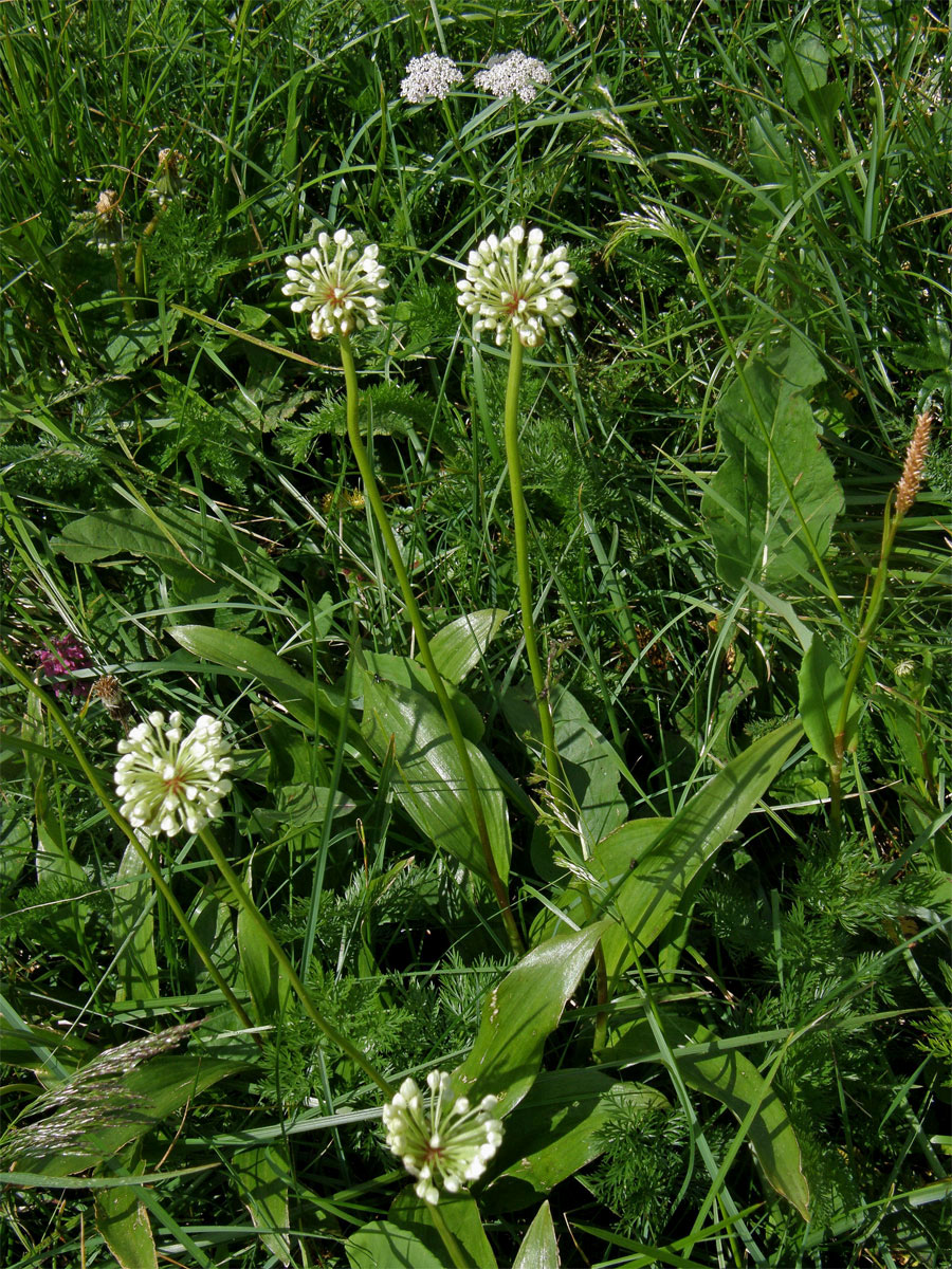 Česnek hadí (Allium victorialis) L.)