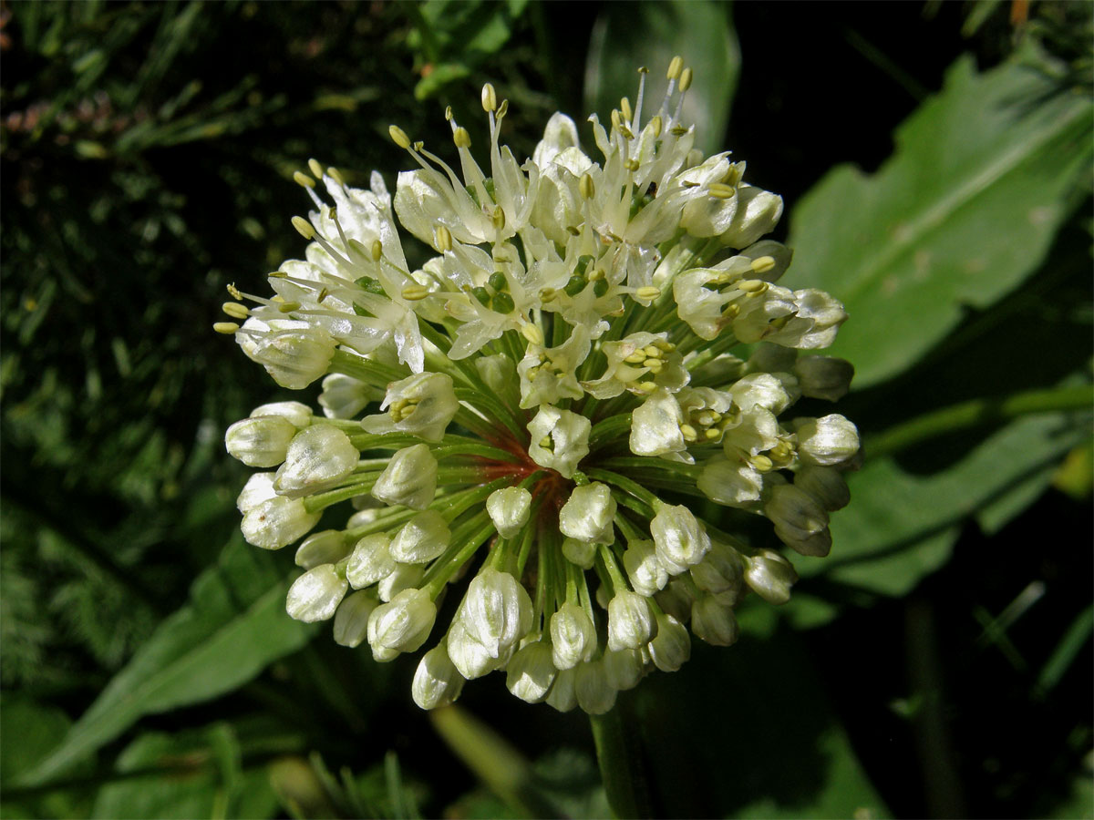 Česnek hadí (Allium victorialis) L.)