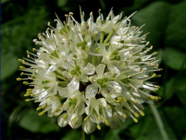 Česnek hadí (Allium victorialis) L.)