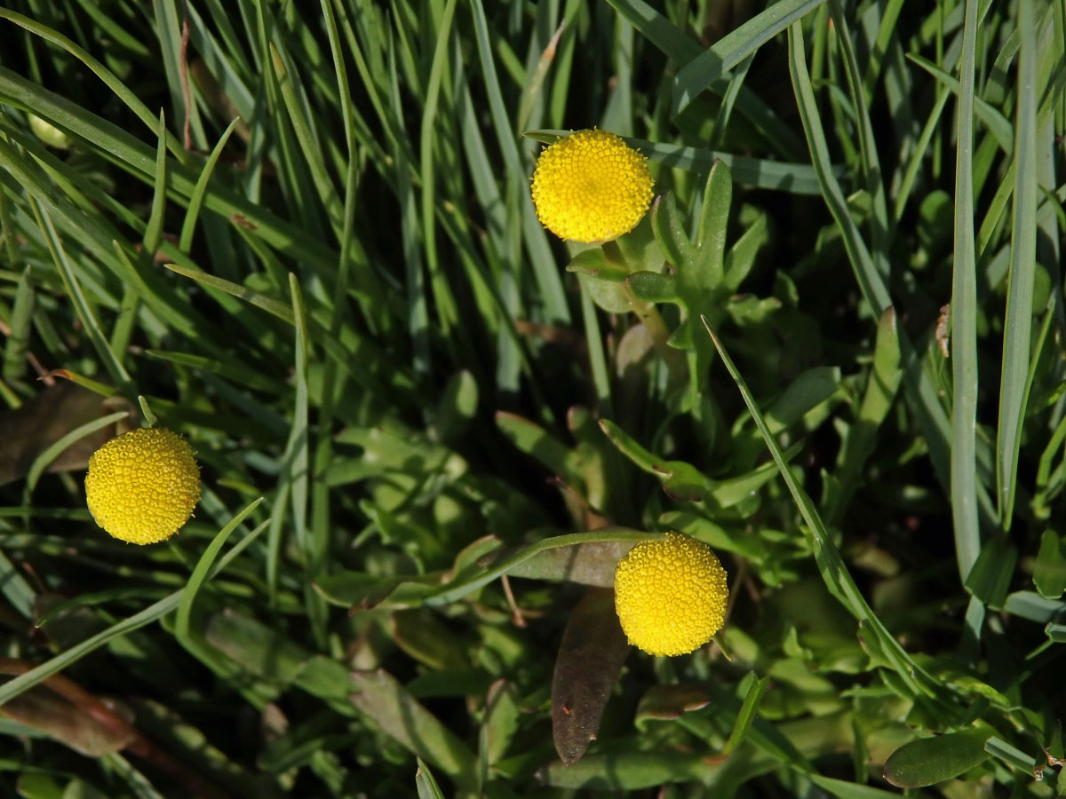 Mechovec (Cotula coronopifolia L.)