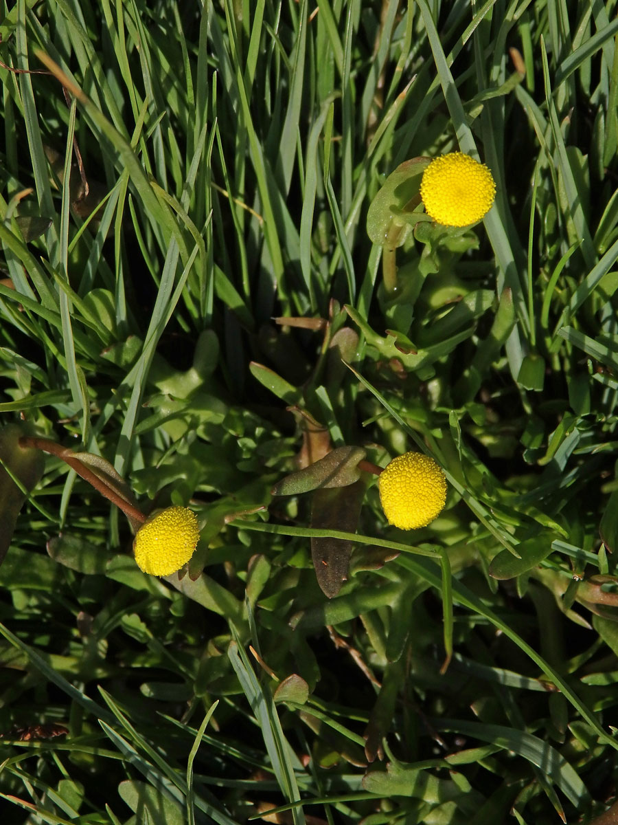 Mechovec (Cotula coronopifolia L.)