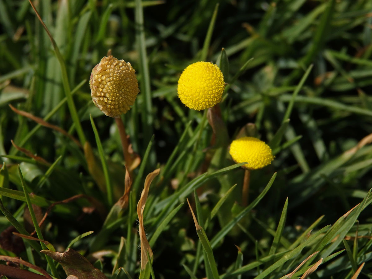 Mechovec (Cotula coronopifolia L.)