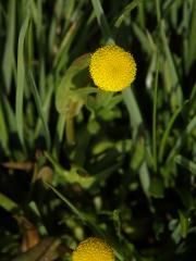 Mechovec (Cotula coronopifolia L.)