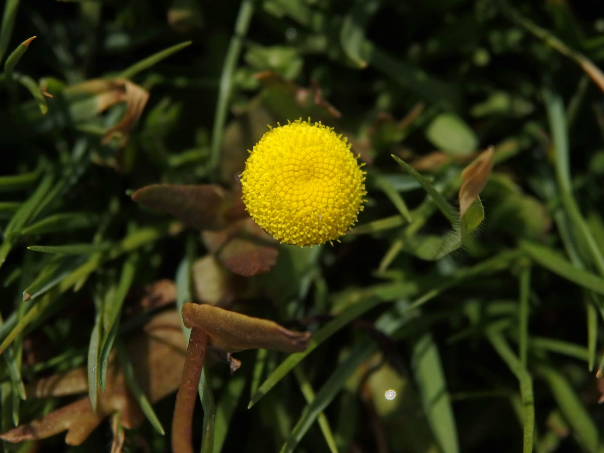 Mechovec (Cotula coronopifolia L.)