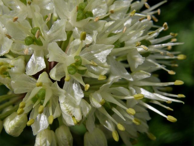 Česnek hadí (Allium victorialis) L.)