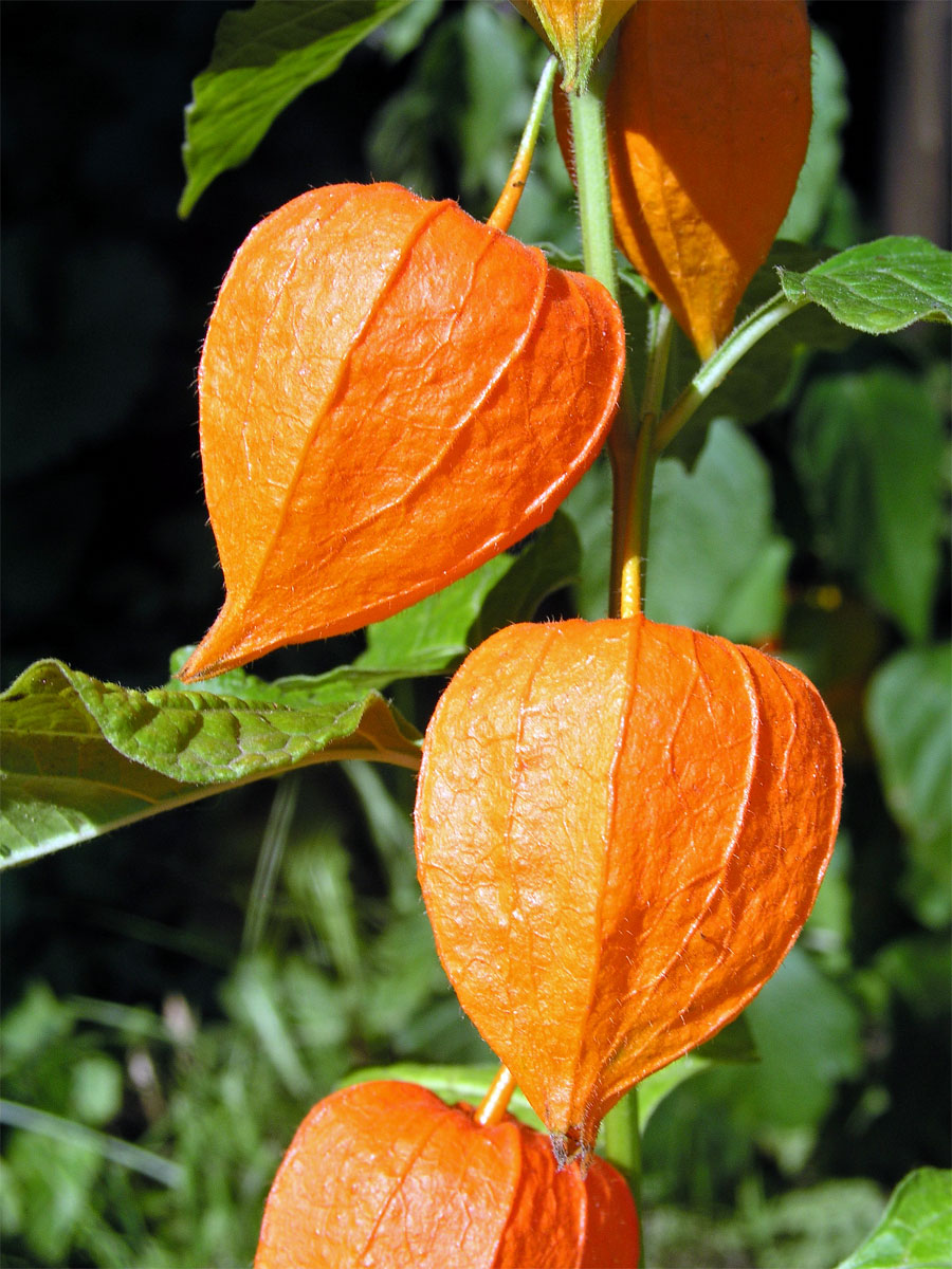 Mochyně židovská (Physalis alkekensis L.)