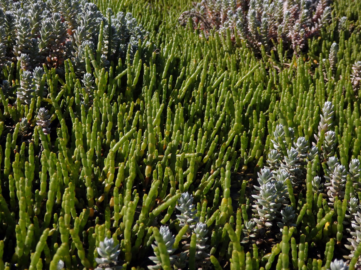 Sarcocornia natalensis (Bunge ex Ung. - Sternb.) A. J. Scott