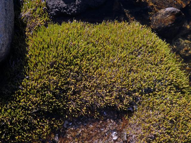 Sarcocornia natalensis (Bunge ex Ung. - Sternb.) A. J. Scott