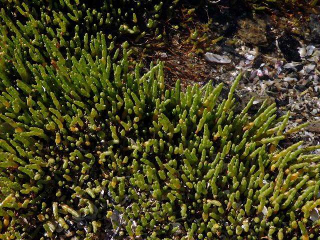 Sarcocornia natalensis (Bunge ex Ung. - Sternb.) A. J. Scott