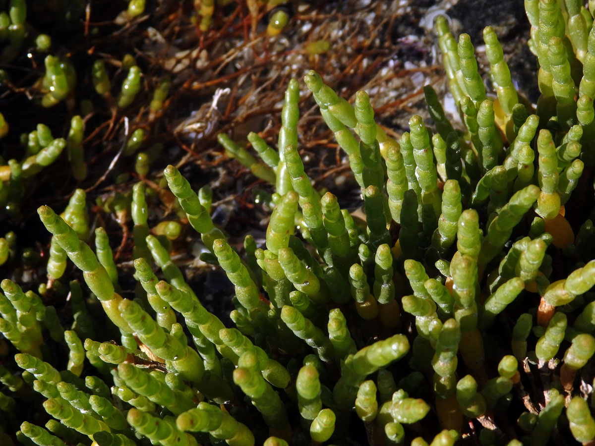 Sarcocornia natalensis (Bunge ex Ung. - Sternb.) A. J. Scott