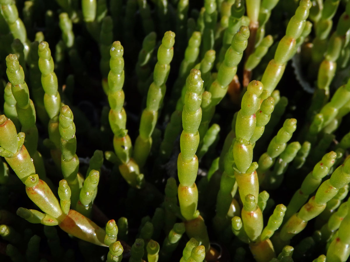 Sarcocornia natalensis (Bunge ex Ung. - Sternb.) A. J. Scott