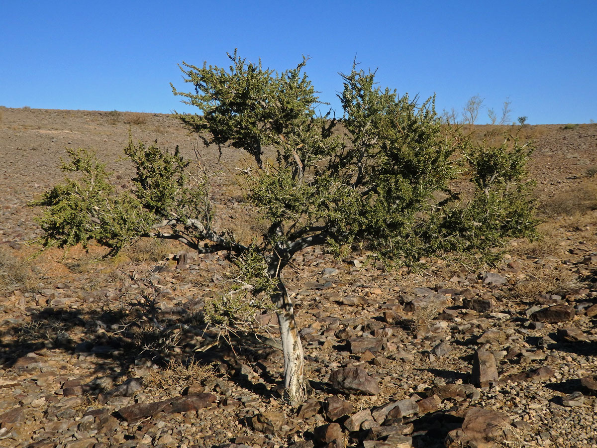 Boscia foetida Schinz