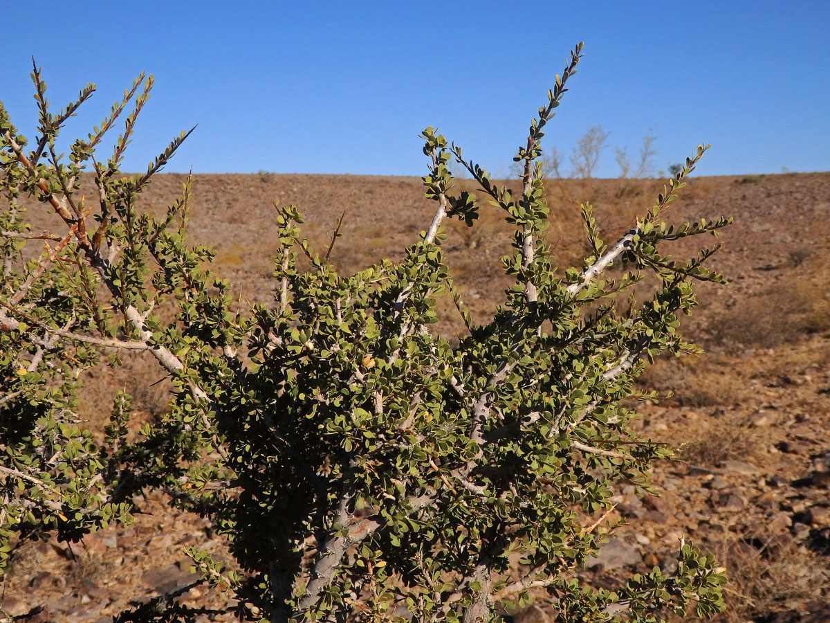 Boscia foetida Schinz