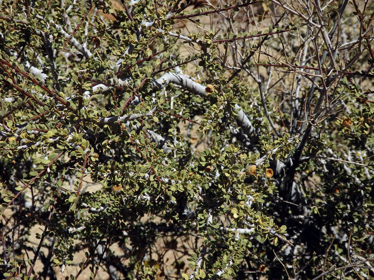 Boscia foetida Schinz