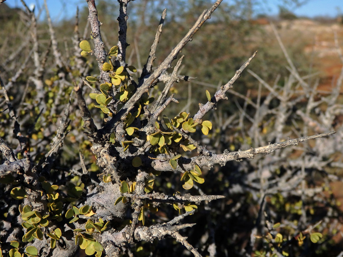 Boscia foetida Schinz