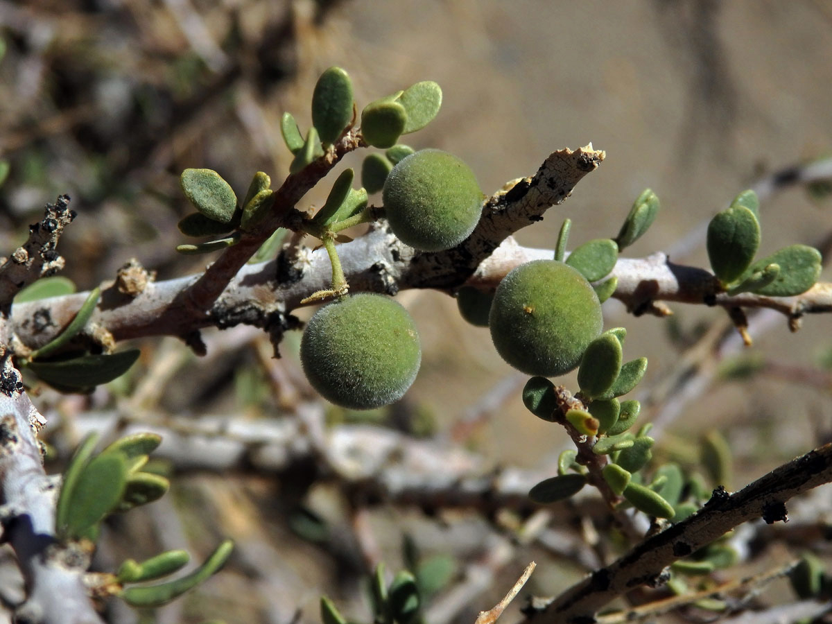 Boscia foetida Schinz