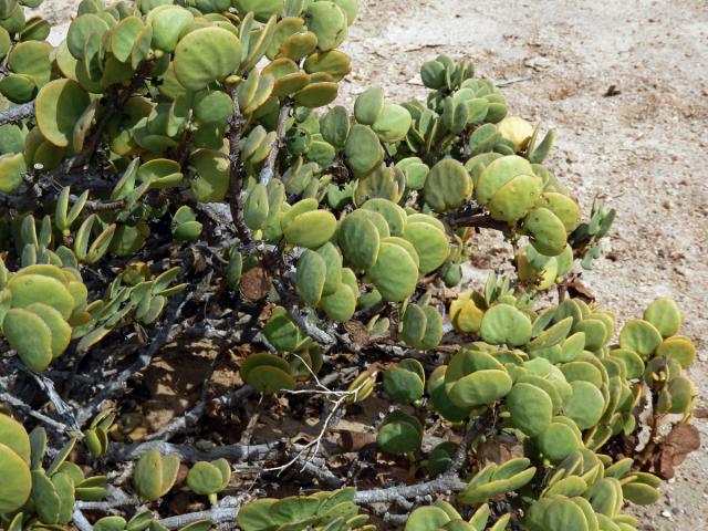 Kaciba (Zygophyllum stapfii Schinz.)