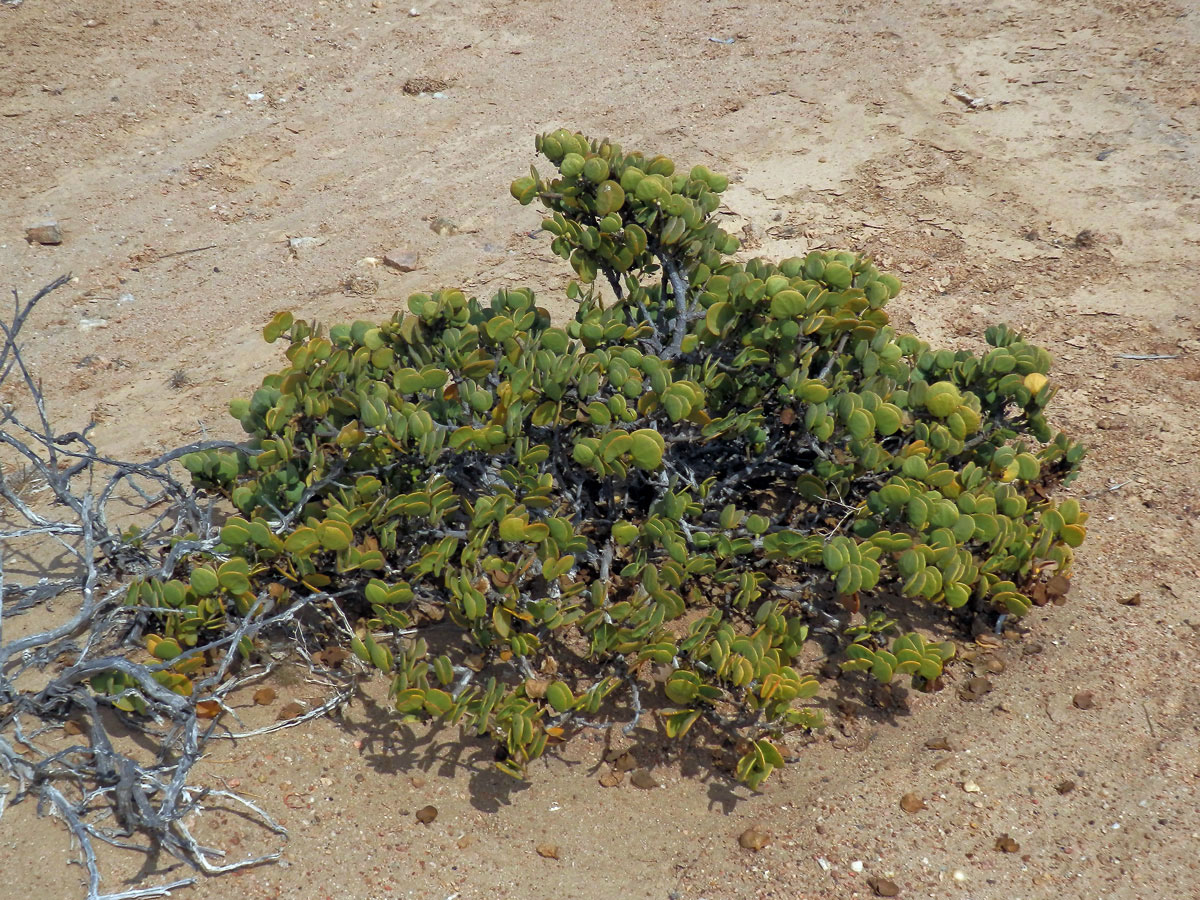 Kaciba (Zygophyllum stapfii Schinz.)