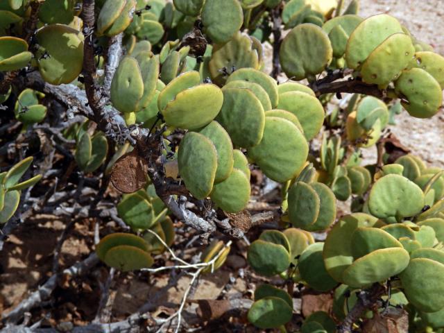 Kaciba (Zygophyllum stapfii Schinz.)