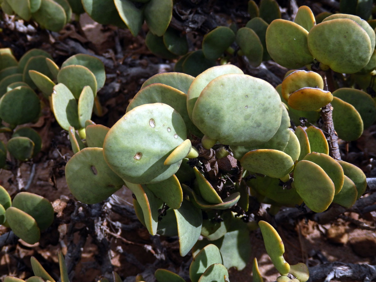 Kaciba (Zygophyllum stapfii Schinz.)