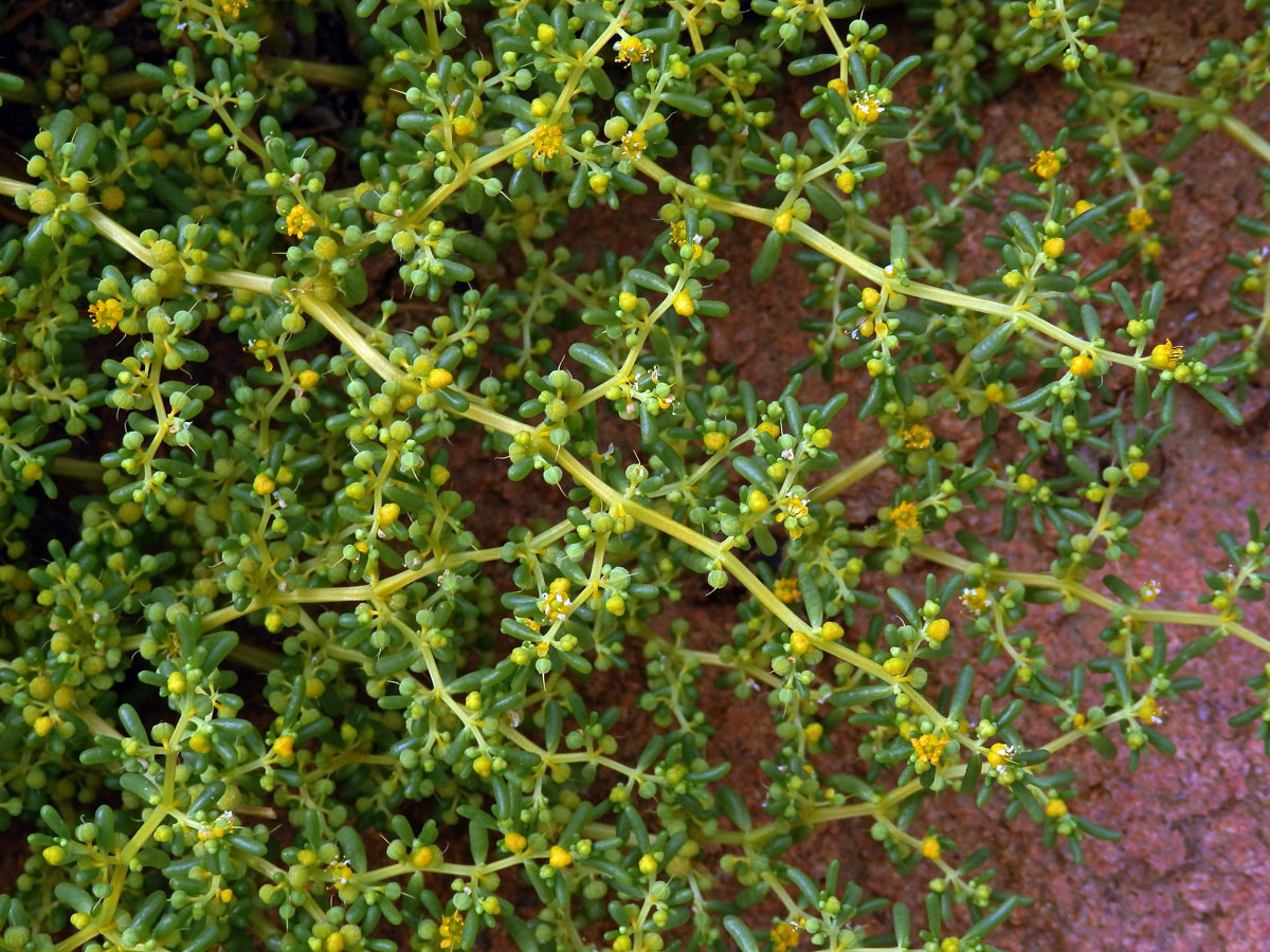 Kaciba (Zygophyllum simplex L.)