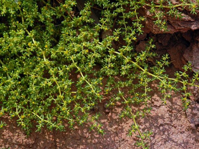 Kaciba (Zygophyllum simplex L.)